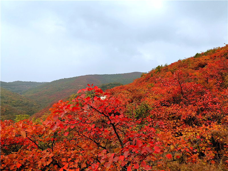 【B】三门峡市渑池县第八届红叶文化旅游节开幕