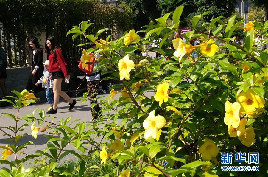 遊園賞花度週末