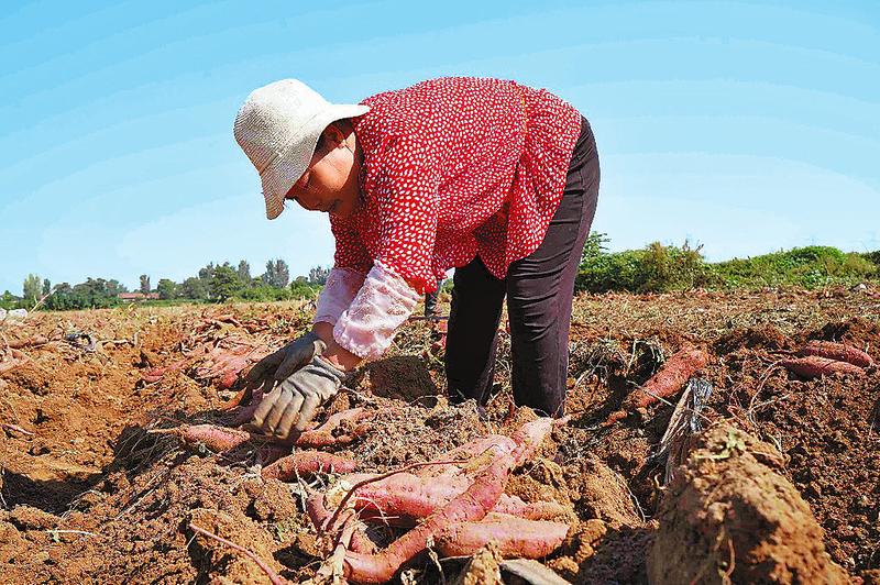 小红薯鼓起农民钱袋子