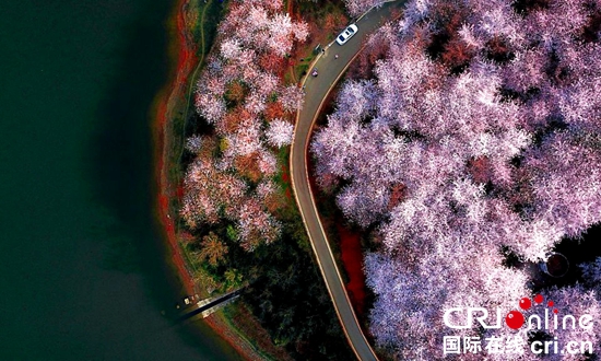 貴安：萬畝櫻花盛開