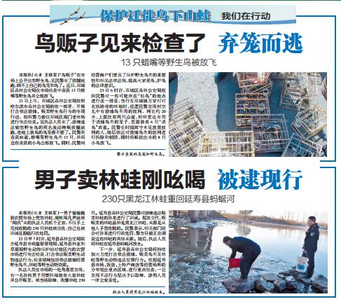 全民護“鳥”築牢戰“疫”防線!哈爾濱以“保護遷徙鳥下山蛙”為切入點踐行生態文明思想