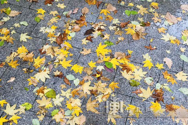 哈尔滨32个公园设置42个最佳“落叶景观区”