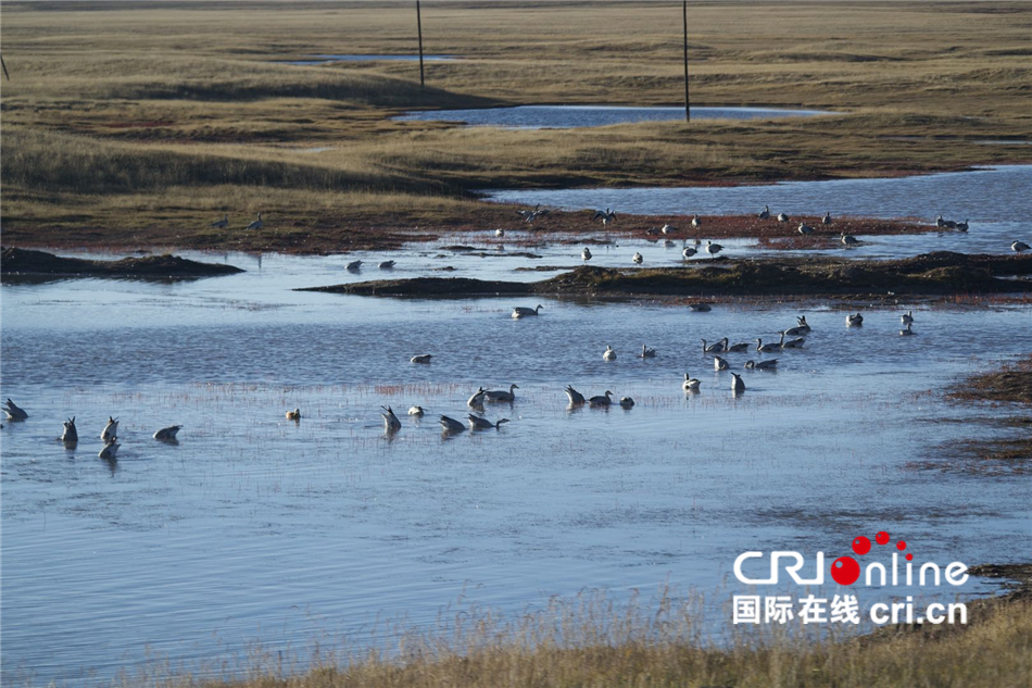 澜沧江-湄公河源头：青海省杂多县生态保护见成效_fororder_3