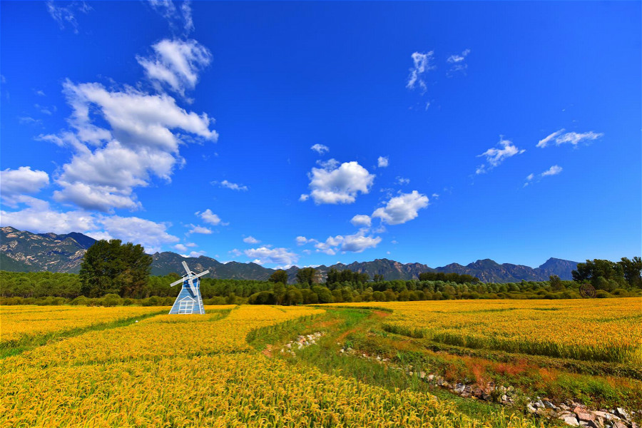 Autumn harvest rice on the bank of Caijia River_fororder_1_meitu_1