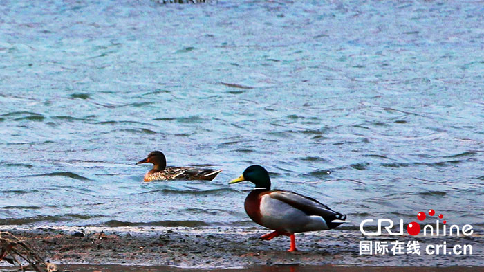 03【吉林】【原創】【CRI看吉林（標題）】長春市伊通河環境好 野鴨成群來做客