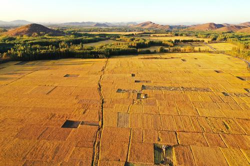 河北灤州：水稻豐收 遍地金黃