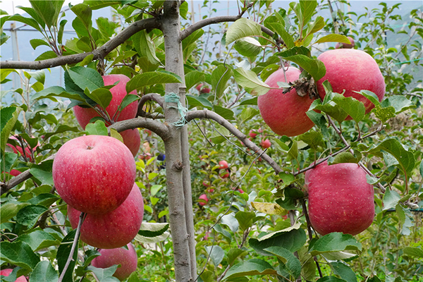 阿壩茂縣新模式高密紡錘形栽植蘋果一果難求_fororder_1、坪頭村的新型紅蘋果--攝影-張黎萍