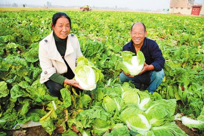 【河南好项目-图片】白菜种植助脱贫