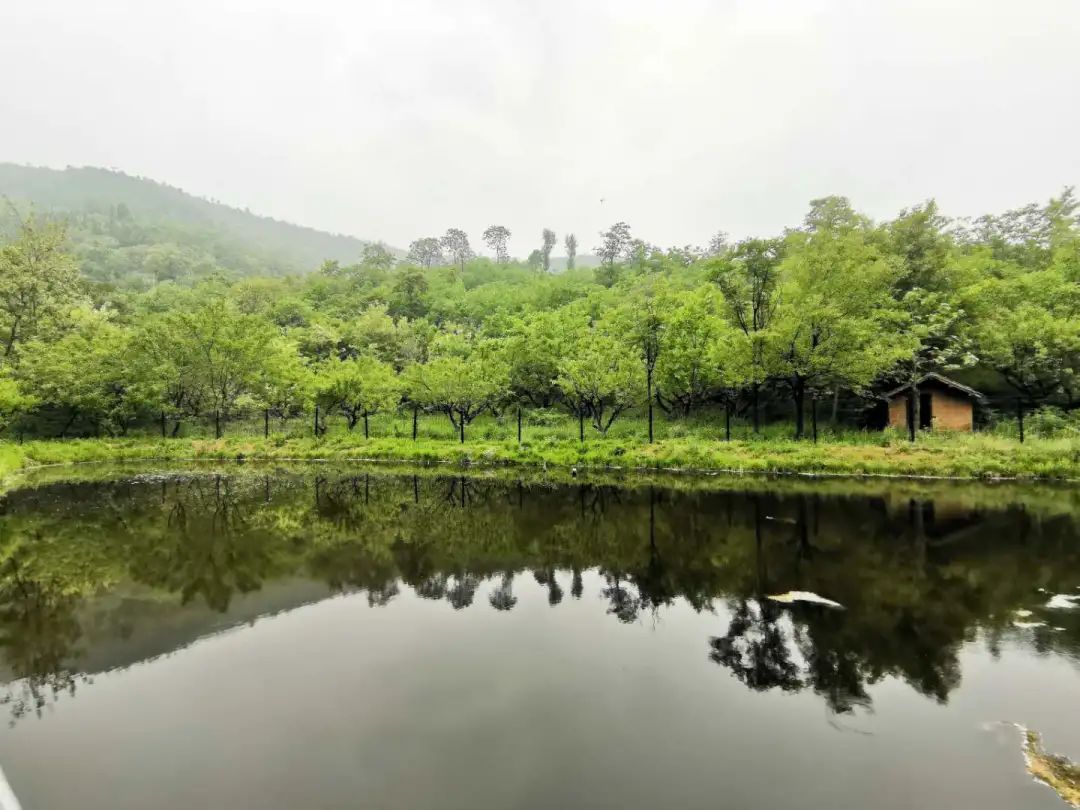 脫貧攻堅 振興美麗鄉村 帶領芋坡村群眾奔小康