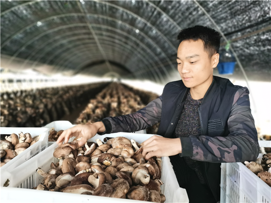 【B】平顶山市郏县：大棚香菇撑起青年返乡创业梦