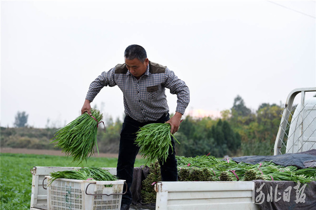 河北临城：订单蔬菜助农增收