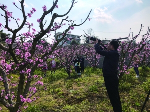 （旅游）贵阳南明永乐桃园文化节本周五开幕