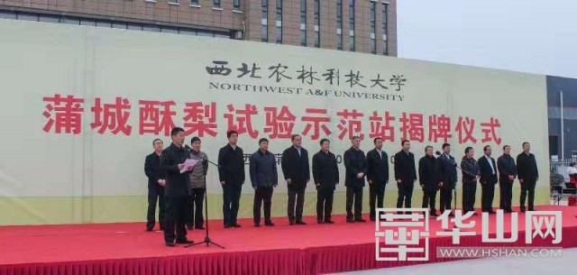 产学研一体合作 蒲城酥梨试验示范站揭牌运营