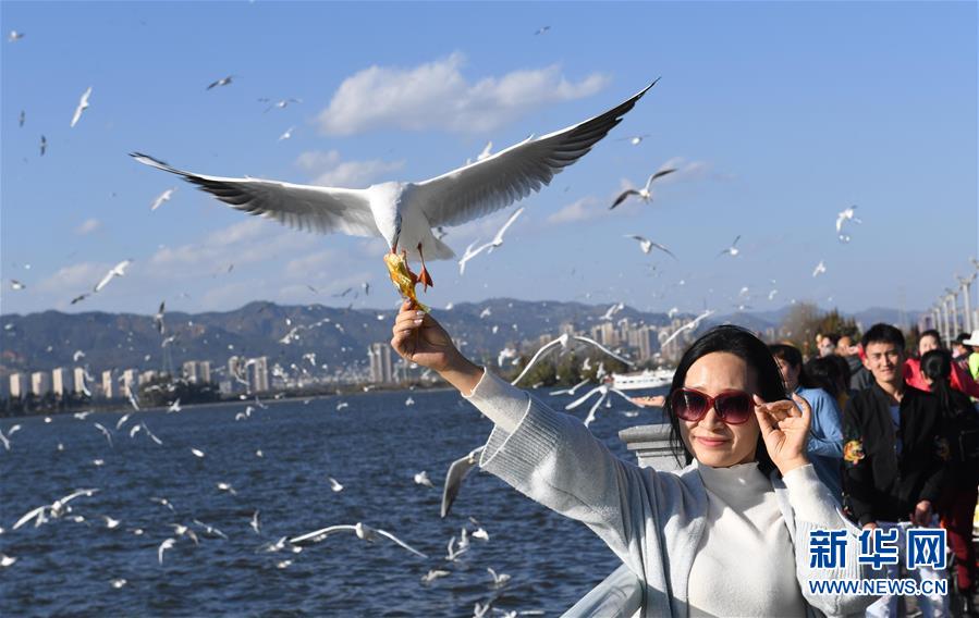 昆明：红嘴鸥光影