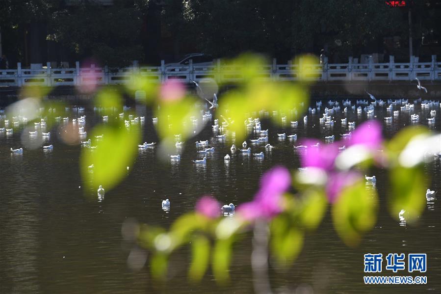 昆明：红嘴鸥光影