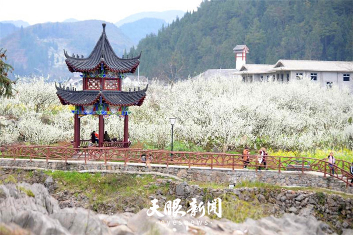 （旅遊）沿河萬畝李花怒放如雪