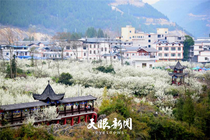 （旅遊）沿河萬畝李花怒放如雪