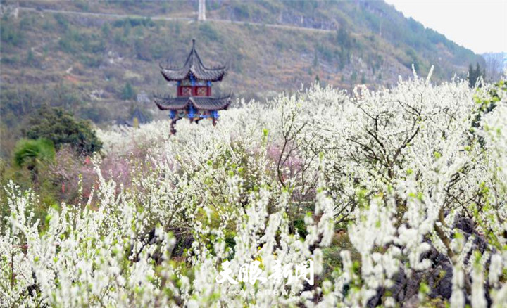 （旅游）沿河万亩李花怒放如雪