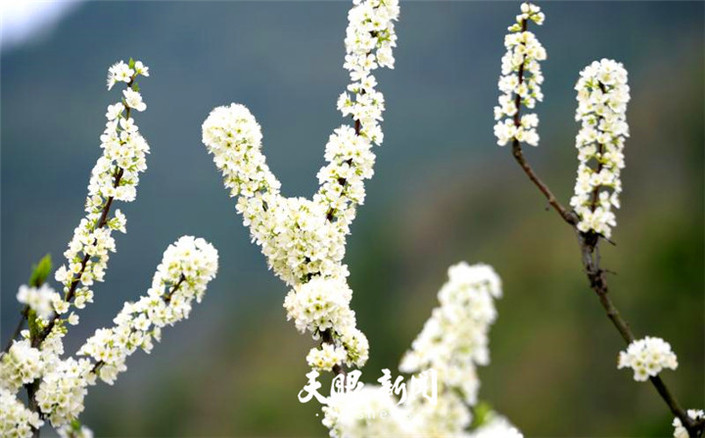 （旅遊）沿河萬畝李花怒放如雪