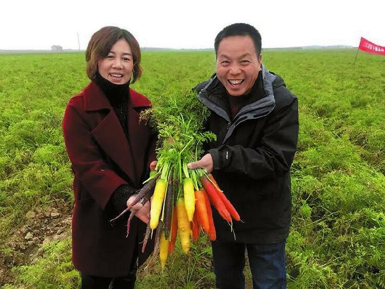 渭南市大荔县：小小红萝卜 振兴大产业