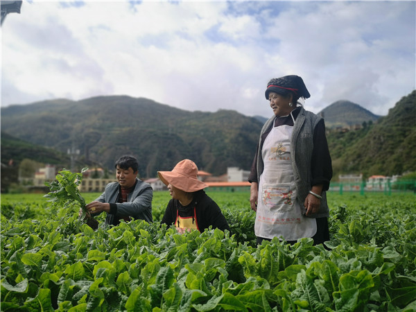 阿壩州馬爾康市松崗鎮：多産業齊發力 助農增收致富_fororder_2、安開紅正在給村民傳送萵筍種植技術-攝影-李平