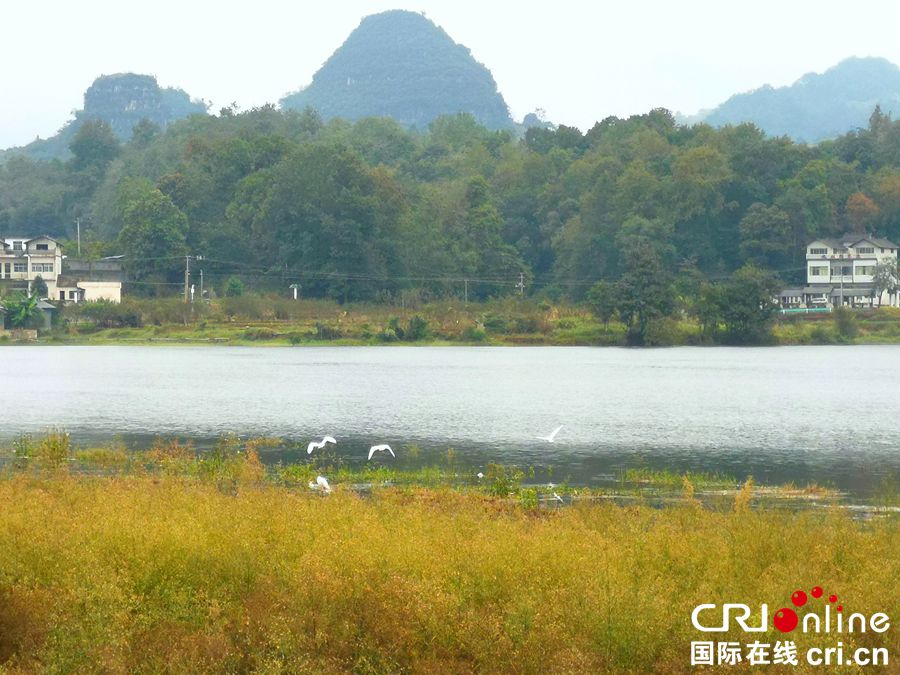 （推英文）贵州贞丰三岔河湿地：绿水青山伴乡村（组图）