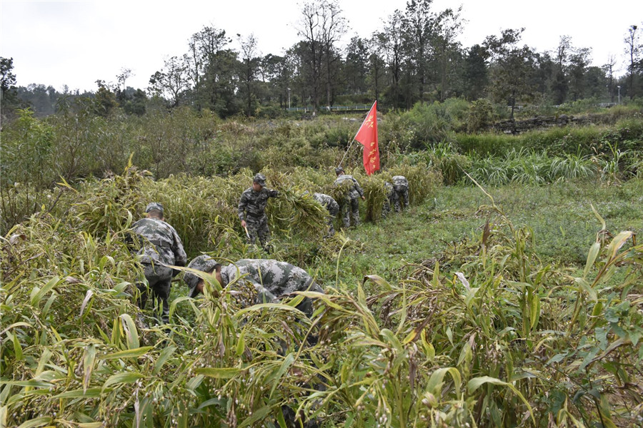 (有修改)貴州興仁民兵助農秋收解民憂(組圖)