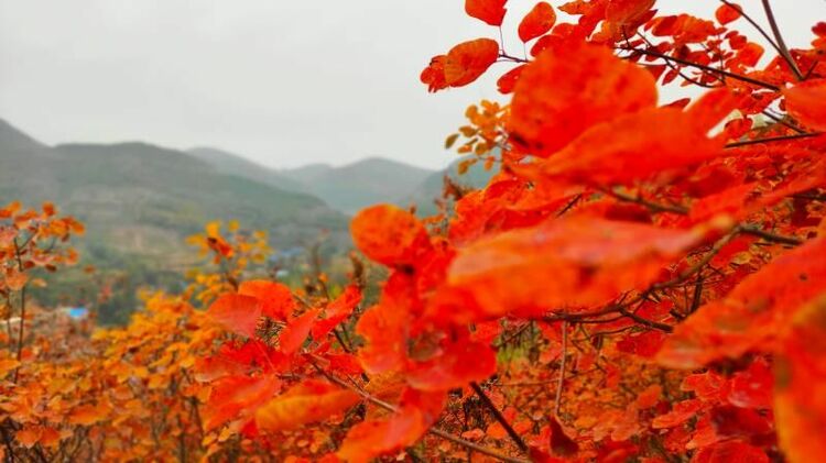 （有修改）【B】平頂山市郟縣茨芭鎮空山洞村：漫山紅葉迎客來