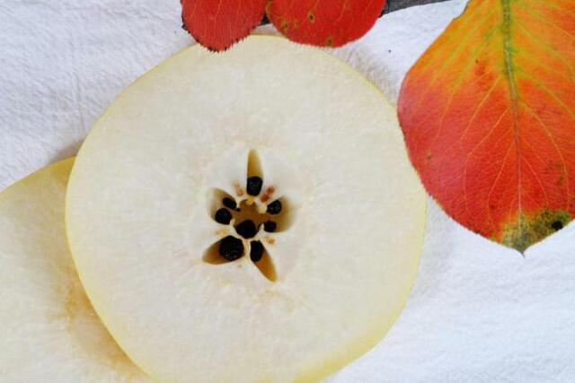 金川雪梨：东女故里的公主梨