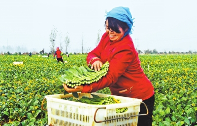 【河南好项目-图片】蔬菜产业助脱贫