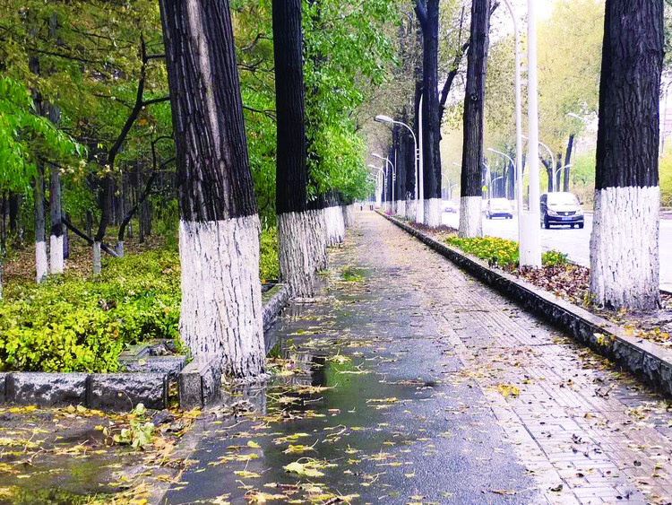 长春市打造4条落叶景观路——美翻！