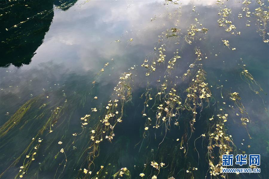 广西都安：深秋时节花满河