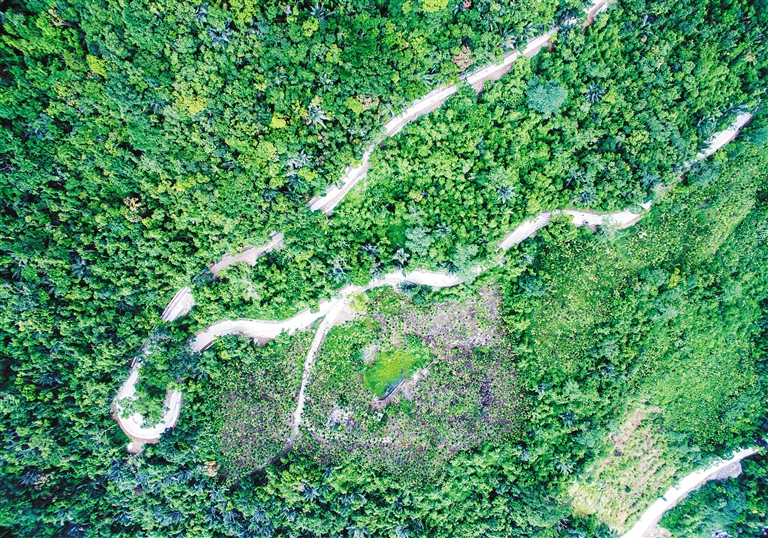 【焦点图】【即时快讯】吊罗山旅游公路设计三易其稿 一条给树“让道”的路