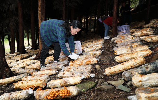 贵州大方：发展林下养菌 走出致富新路