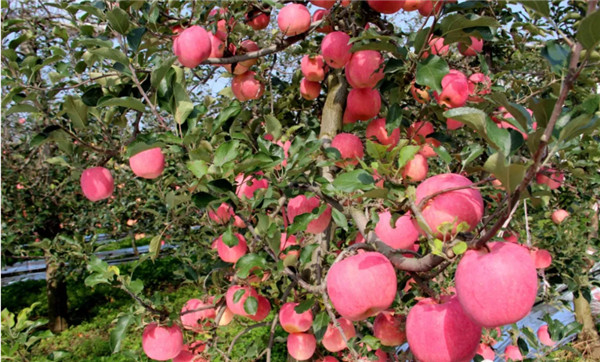 （有修改）杨凌农高会上的“奇遇”成为契机 凤翔果农种出1.08亿元苹果