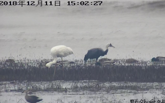 時隔八年 國家一級保護動物白鶴又現上海