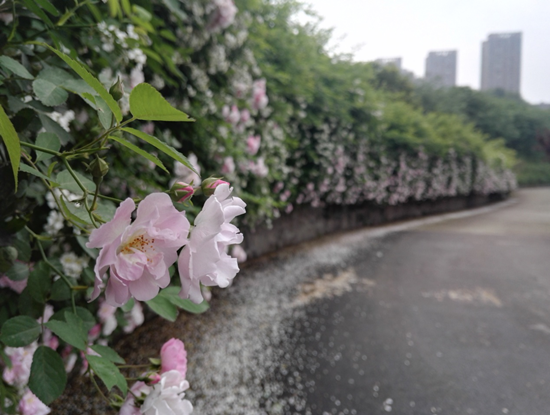 【園區開發 列表】重慶兩江新區頤和生態公園薔薇花墻開花季將至