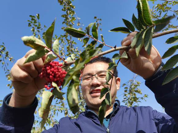 Petani Xunhua Tambah Pendapatan Melalui Penanaman Walnut_fororder_微信图片_20201023094534