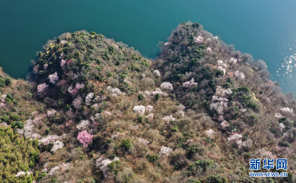 安徽航拍：樱花开遍大别山