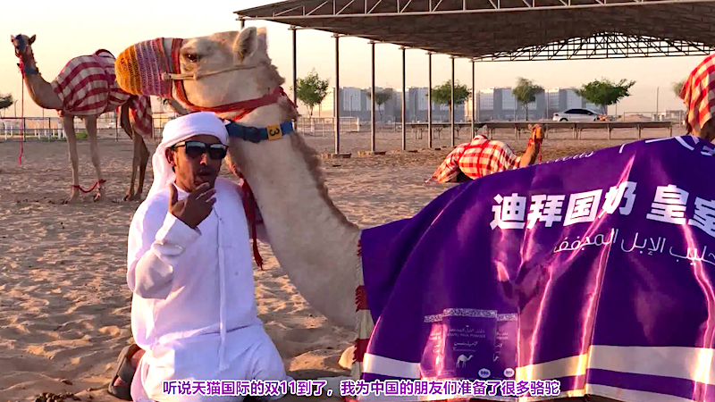 为“双11”连续加班5个月 迪拜皇室给中国消费者准备了160万升骆驼奶_fororder_500只迪拜皇室骆驼为双11“加班”