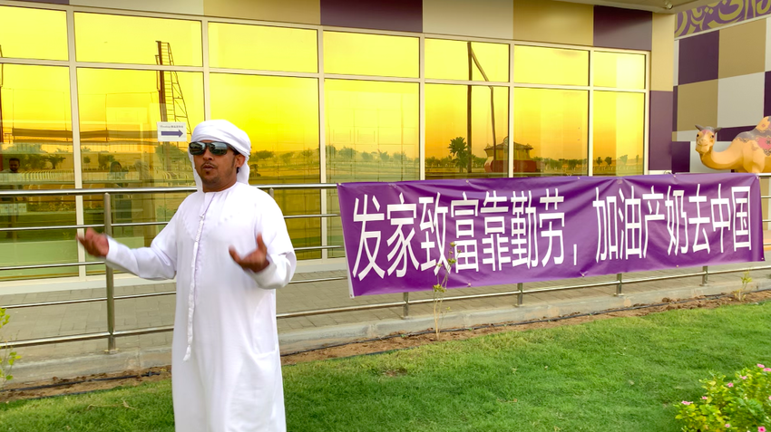 為“雙11”連續加班5個月 迪拜皇室給中國消費者準備了160萬升駱駝奶_fororder_迪拜皇室牧場備戰天貓國際“雙11”