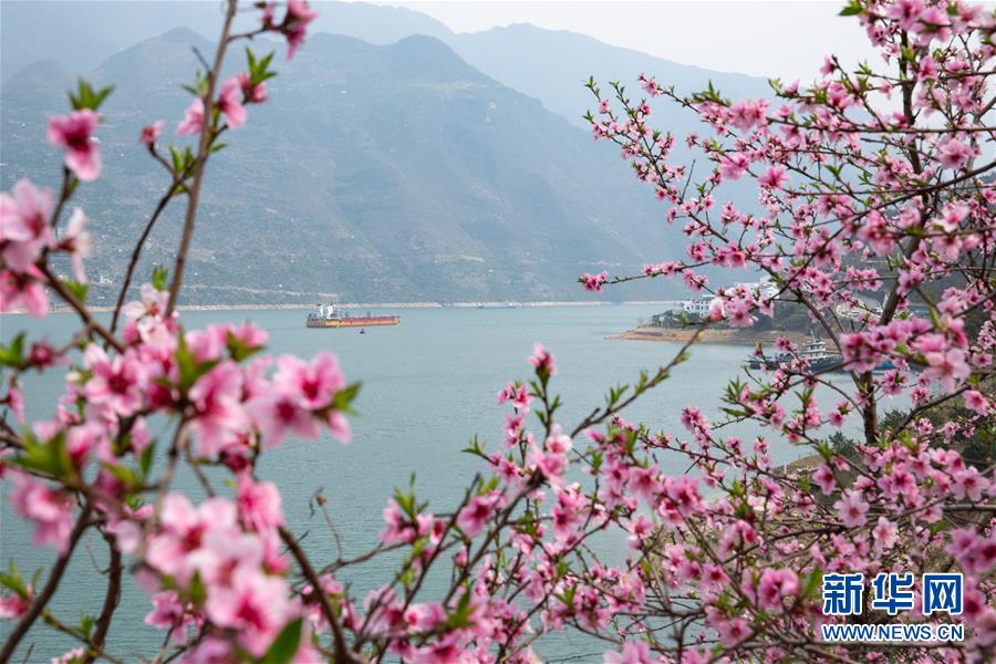 三峡春日桃花红