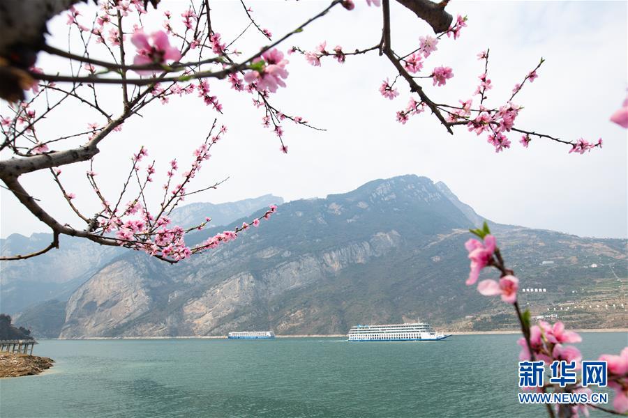 三峡春日桃花红