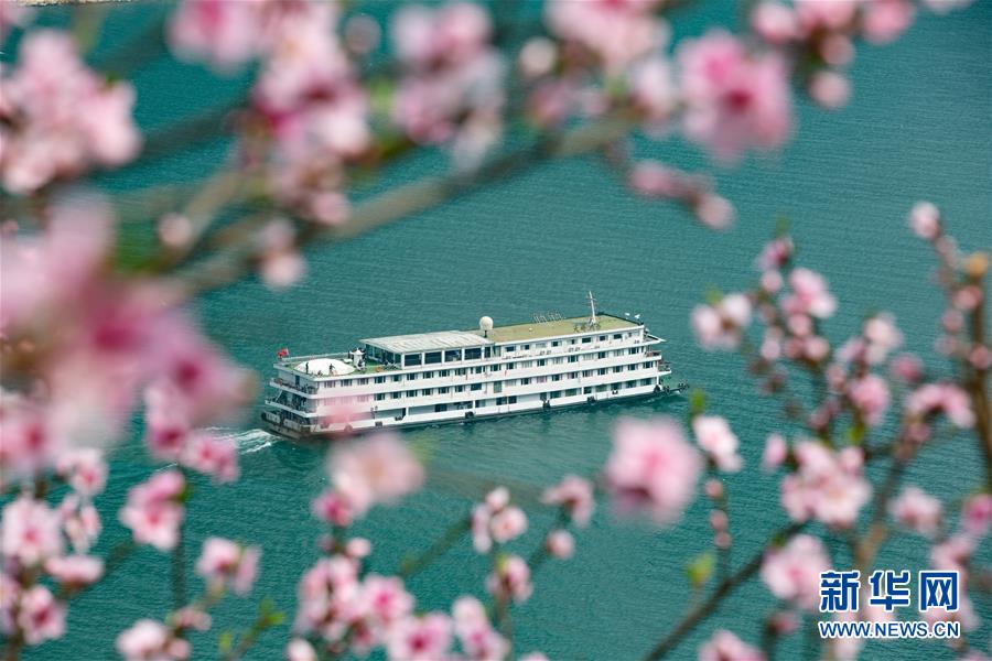 三峡春日桃花红