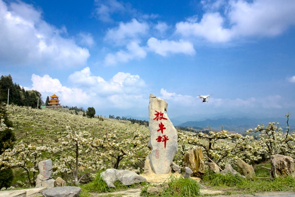 【區縣聯動】【渝北】渝北放牛坪梨花綴滿枝頭 半山似雪