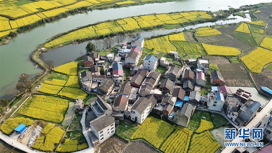 贵州锦屏：春到高原满地“金”