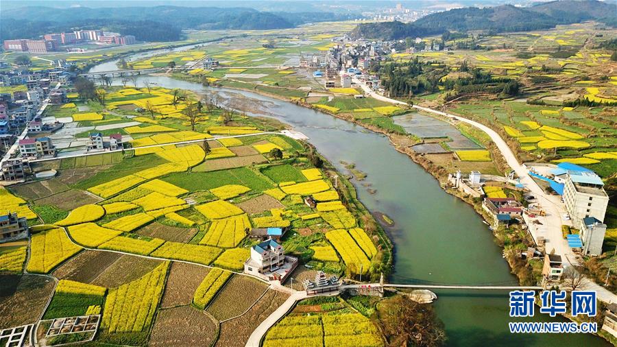 贵州锦屏：春到高原满地“金”