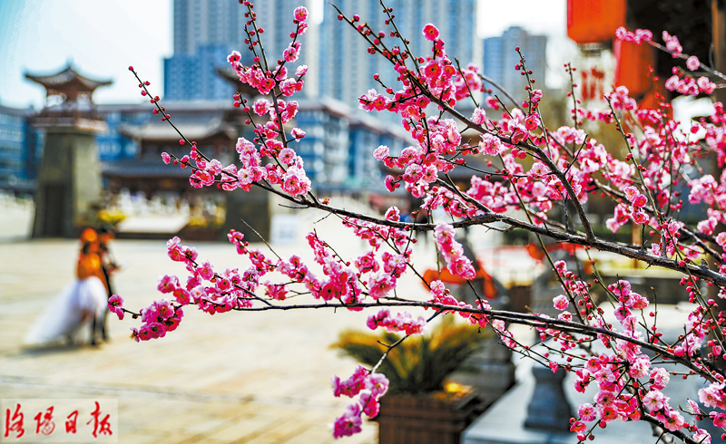 洛城三月花锦簇 拂堤杨柳醉春烟