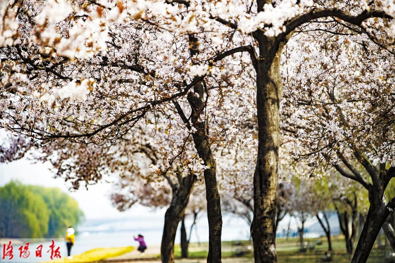 洛城三月花锦簇 拂堤杨柳醉春烟