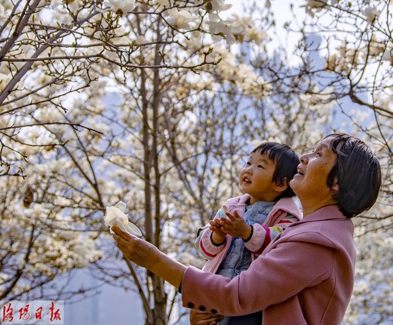 洛城三月花锦簇 拂堤杨柳醉春烟